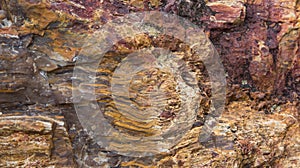 Petrified wood with deep earth tone colors