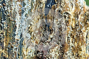 Petrified Wood Detail 04