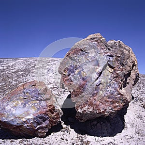 Petrified wood, Petrified Forest National Park, Arizona