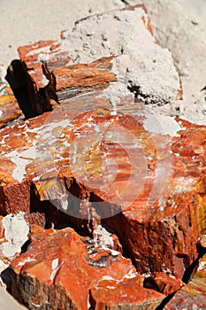 Petrified wood