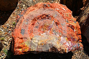 Petrified wood