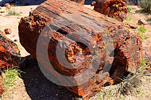 Petrified wood