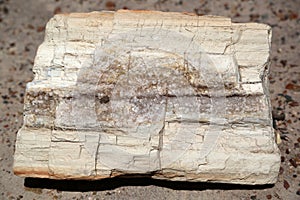 Petrified wood