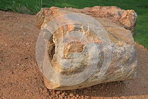 Petrified wood fossil of angiosperm plant of late miocene period found in Amkhoi fossil park ,birbhum,west bengal,India photo