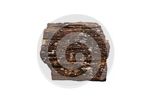 Petrified wood fossil isolated on white background.