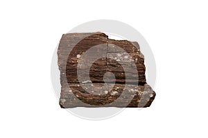 Petrified wood fossil isolated on white background.