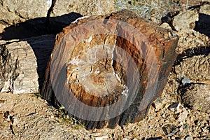 Petrified wood fossil in the Redstone area near Lake Mead, Nevada.