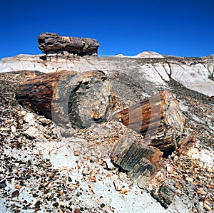 Petrified Wood Fossils