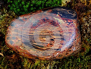 Petrified wood - freeform cut and polished