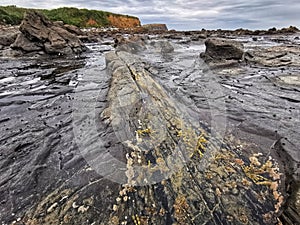 Petrified wood log in the Curio Bay of Otago region of the South Island of New Zealand