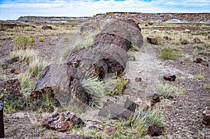 Petrified wood in a log from the Petrified Forest National Park