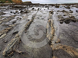 Petrified wood logs on the beach of the Curio Bay in the Catlins Coastal area of the South Island of New Zealand