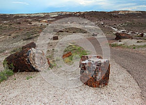 Petrified wood along the paved Crystal Forest hiking trail in Petrified Forest National Park, Arizona, USA