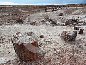 Petrified wood logs scattered across landscape, Petrified Forest National Park, Arizona, USA