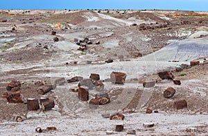 Petrified wood scatted across landscape, Petrified Forest National Park, Arizona, USA