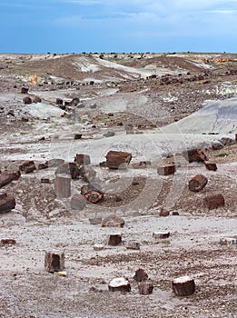 Petrified wood logs scattered across landscape, Petrified Forest National Park, Arizona, USA