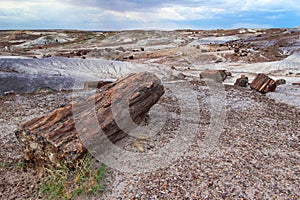 Petrified wood logs scattered across landscape, Petrified Forest National Park, Arizona, USA