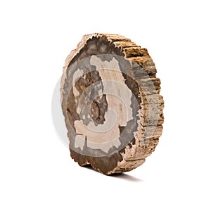 Petrified wood Madagascar isolated on white background