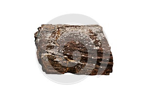 Petrified wood fossil isolated on white background.