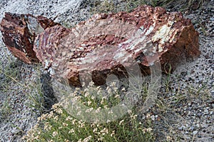 Petrified wood in an old tree stump from the Petrified Forest National Park