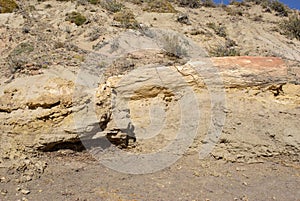 Petrified wood in Patagonia