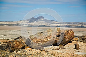 Petrified wood in Patagonia.