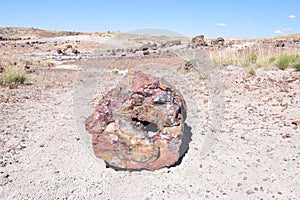 Petrified wood, petrified forest Arizona