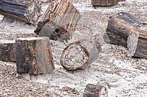 Petrified wood from the Petrified Forest National Park