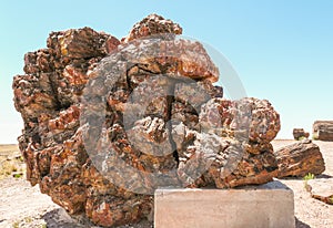 Petrified Wood in Petrified Forest National Park