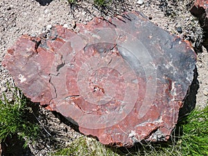 Petrified Wood in Petrified Forest National Park