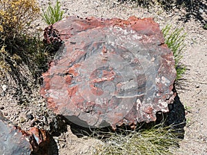 Petrified Wood in Petrified Forest National Park