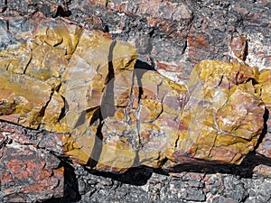 Petrified Wood in Petrified Forest National Park
