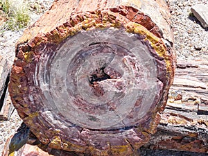 Petrified Wood in Petrified Forest National Park