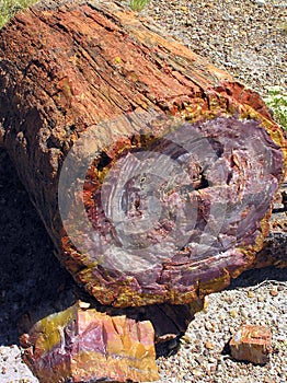 Petrified Wood at Petrified Forest National Park, Arizona, USA