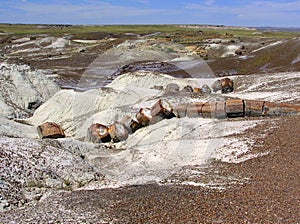 Petrified Wood at Petrified Forest National Park, Arizona, USA