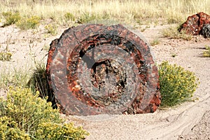 Petrified Wood, Petrified Forest Np, Arizona