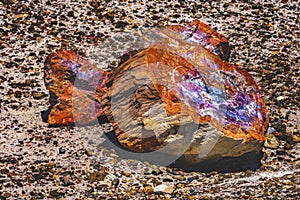 Petrified Wood Rock Abstract National Park Arizona photo