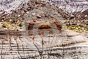 Petrified Wood Rock Log National Park Arizona photo