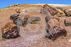 Petrified Wood Rock Logs National Park Arizona photo
