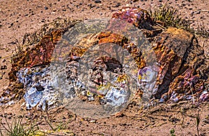 Petrified Wood Rock National Park Arizona photo