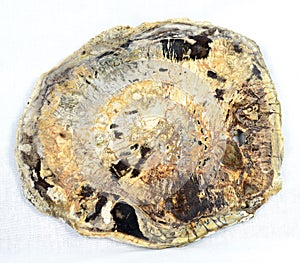 Petrified wood slice