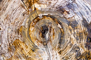 Petrified wood texture