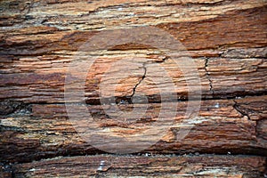 Petrified wood texture