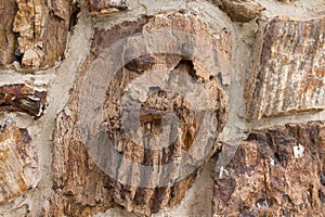 Petrified wood texture that looks like a scary face