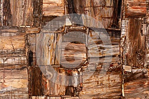Petrified wood texture slab closeup. Semiprecious matt gemstone stone. photo