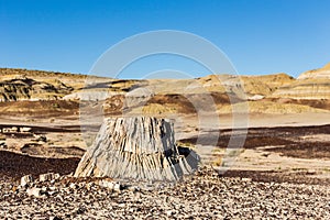 Petrified wood, tree stump in the desert, climate change, global warming