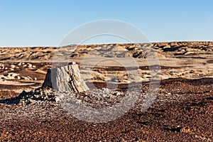 Petrified wood, tree stump in the desert, climate change, global warming