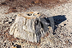 Petrified wood, tree stump in the desert, climate change, global warming