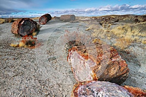 Petrified wood of triassic period
