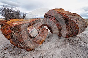 Petrified wood of triassic period in Petrified Forest